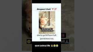 Save animal 🙏savelife saveanimals doglover death shortfeed shortsvideo shortstrending save [upl. by Derman]