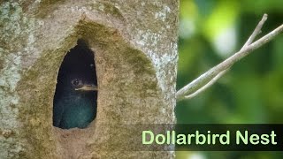 Dollarbird Nest [upl. by Kerk]