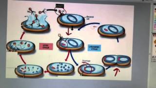 Lytic and lysogenic cycles [upl. by Aihtnys481]