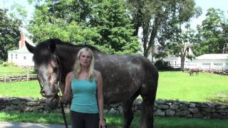 Orchard Hill Equestrian Center Tour [upl. by Adev]