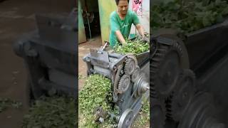 Hogweed shredding process automobile automachine funny agromachinery farming agrimachinery [upl. by Suiraj]