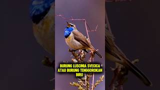 Burung Luscinia svecica atau Burung Tenggorokan Biru birds burung burungkicau burungcantik [upl. by Lucia]