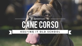 CANE CORSO KEEPING IT OLD SCHOOL [upl. by Libbi]