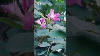 The Orchid flower Tree shortsfeed shortvideo shorts viral  viralshorts gardening short [upl. by Briana]