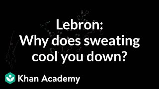 LeBron Asks Why does sweating cool you down  NCLEXRN  Khan Academy [upl. by Carlson]