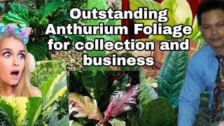 TOP 10 ANTHURIUM FOLIAGE Birdsnest type best for collection [upl. by Alih]