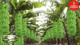 MODERN TECHNOLOGY BANANA FARM IN THE PHILIPPINES AMAZING BANANA HARVESTINGGREAT BANANA PLANTATION [upl. by Edivad]