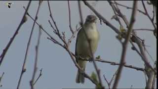 Warbling Vireo singing [upl. by Lahcsap]