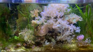 HOW I TRIM MACROALGAE IN THE REEF [upl. by Eenhpad300]