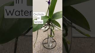 Grow an Orchids in water plantcare orchids waterplants hydroponics [upl. by Aydidey]