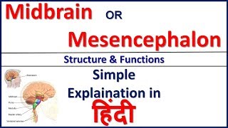 Midbrain or Mesencephalon  Structure and Function in Hindi  Bhushan Science [upl. by Sesilu]