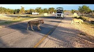 ETOSHA VILLAGE UND ETOSHA NATIONALPARK NAMIBIA [upl. by Mohammed]