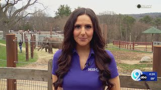 Roaring reaction of the Solar Eclipse at the Rosamond Gifford Zoo [upl. by Anitsirhk]