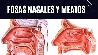 EXPLICACIÓN DE FOSAS NASALES Y MEATOS [upl. by Natika4]