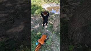 I threw a red panda toy at the red panda and it was startled and swatted at it with its paw [upl. by Crescin594]