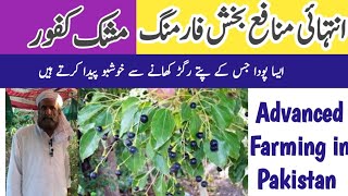 small business idea Mushk kafoor farming  Hi Profitable Business Musk Camphor Farming in Pakistan [upl. by Jeana]