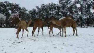 dromedarios  en la nieve en el Zooloógicio de Luján [upl. by Ferguson]