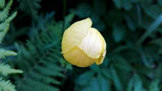 Trollius europaeus Globeflower [upl. by Evol]