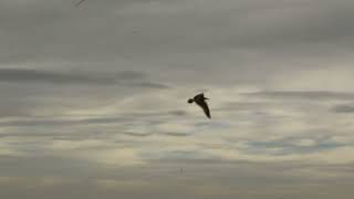 Bird on postiguet beach [upl. by Notgnillew]