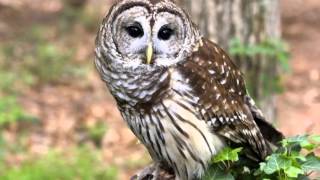 98 Owl Barred Female hoo aw [upl. by Winonah]