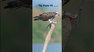 Nikon Z8 cropping power 💥  Bird of Osprey with killed big fish 🐟 nikonz8 nature birds shorts [upl. by Acnairb]