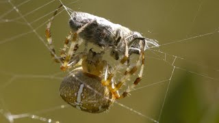 The bite of the diadem spider 4K UHD [upl. by Allerym950]