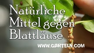 Natürliche Mittel gegen Blattläuse [upl. by Pyotr]