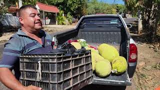 ricas frutas de otates [upl. by Enomes762]