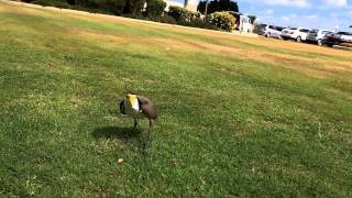 plover protecting eggs [upl. by Naujid414]