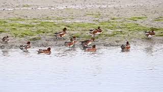 Wigeons group fight [upl. by Kennett]