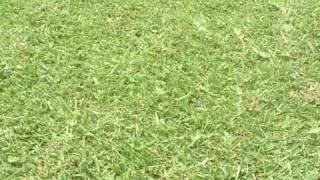 Suncoast Sod Farms Pensacola FL [upl. by Gildea]