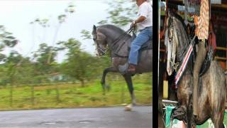 Caballo Costarricense de Paso Gitano [upl. by Redienhcs]