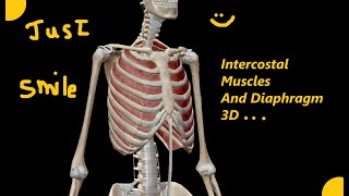 L4 Anatomy Thoracic wall intercostal muscle and Diaphragm [upl. by Ycnan]