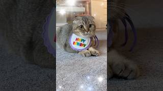 Meine kleine Lissy hat Geburtstag katzenvideos cat lovecat youtubeshorts cat cutecat shorts [upl. by Lyrehc718]