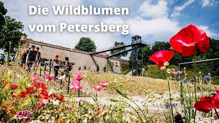 Die Wildblumen vom Petersberghang [upl. by Sergent416]