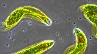 Euglena  Flagellum movement in phase contrast [upl. by Chick]