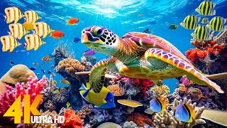 Ocean 4K  Sea Animals for Relaxation Beautiful Coral Reef Fish in Aquarium 4K Video Ultra HD 3 [upl. by Hardwick]