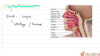 Glottis is the opening of [upl. by Far]