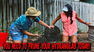 How To Prune and Plant Hydrangeas Fall Hydrangea Care [upl. by Elok]