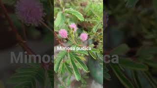 Mimosa pudica flowersSensitive plant [upl. by Isbel729]