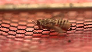 Female Tsetse Fly Feeding 3 [upl. by Htidra]