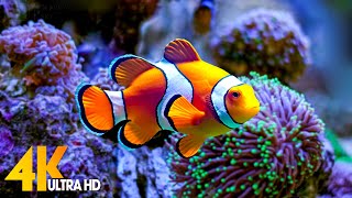 Aquarium 4K VIDEO ULTRA HD 🐠 Beautiful Coral Reef Fish  Relaxing Sleep Meditation Music 57 [upl. by Fidellas]