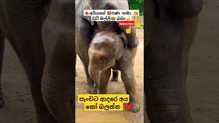 Beats  Numba Ha Suraganak Wilasa shotrs song ytshorts Viral tiktok elephant 🤓 [upl. by Laughton]