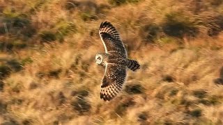 SHORTEARED OWLS In Flight amp Hunting  Asio flammeus [upl. by Ennywg773]