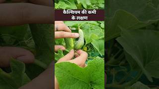 बेल वाली सब्जियाँ टेढ़ी हो जाती हैं micronutrients की कमी की पहचान उपाय सीख लो🥒 micronutrients [upl. by Htebsle]