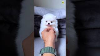 Cute Funny Pomeranian Dog viral Shorts Video  Pomeranian puppies shorts video viral shorts pets [upl. by Lisabeth]