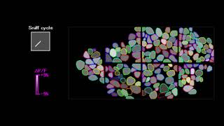 Oscillation phases of glomeruli in the olfactory bulb of a mouse [upl. by Decamp664]