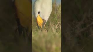 A close up of a Whooper Swan feeding swan winter rspb [upl. by Darrej187]