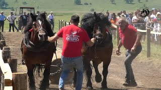 GRMEČKI VUK SA VIHOROM I RUBINOM NA TRONU MEDENOG POLJA [upl. by Sholeen419]