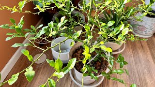 Kaffir lime leave harvesting gardening propogation satisfying plants [upl. by Harms]